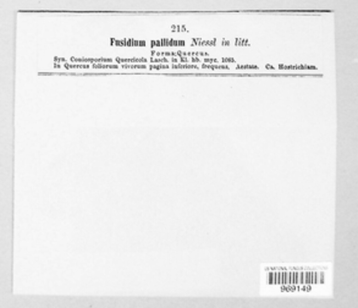 Fusidium pallidum image